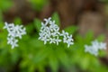 Little white blossoms and leaves Woodruff - healing herbs - galium odoratum