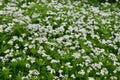 Woodruff - healing herbs - galium odoratum