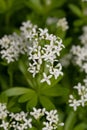 Woodruff - healing herbs - galium odoratum