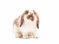 Little white and brown Holland lop rabbit isolated on white background.