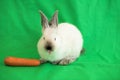 A little white bunny eats a carrot and crawls on a green background Royalty Free Stock Photo