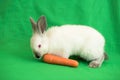 Little white bunny eats a carrot on a green background Royalty Free Stock Photo
