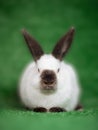 A little white bunny sitting on the grass. Soft focus. Royalty Free Stock Photo