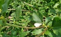 Little white butterfly on small yellow flower and green vine under sun light in the garden Royalty Free Stock Photo