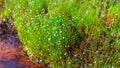 Little White Button Grass Flower in Forest