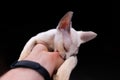 little white cat bites the owner's hand play learn with him