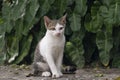 Little white cat with black and gray camouflage.