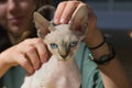 Little white cat breed Sphynx with blue eyes