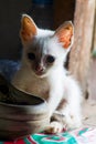 Little white cat is hiding scared of something. Royalty Free Stock Photo