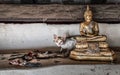 Little white cat with shredded bird body under the protection of a golden buddha statue Royalty Free Stock Photo