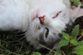 Little white cat sleeping beauty in the garden Royalty Free Stock Photo