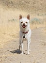 Little white chihuahua