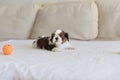 Little white colored shih-tzu on the soffa