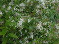 Little white colour sea of flowers and leaves Royalty Free Stock Photo