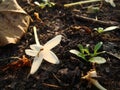 Little white Cork Tree flower