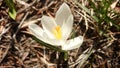 Little White Crocus Royalty Free Stock Photo