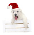 Cute Labrador puppy with christmas red hat on isolated background Royalty Free Stock Photo