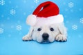 Cute Labrador puppy  with christmas santa red hat  on isolated background Royalty Free Stock Photo