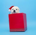 Cute Labrador puppy with christmas hat  on isolated background Royalty Free Stock Photo