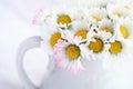 Little white daisies Royalty Free Stock Photo