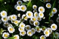 Little white daisies bloom in the grass