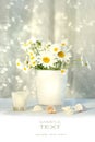Little white daisies and seashells Royalty Free Stock Photo