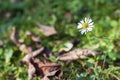 Little white daisy flower in green grass Royalty Free Stock Photo