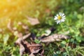 Little white daisy flower in green grass. Soft light vintage eff Royalty Free Stock Photo