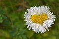 Little white daisy heart shaped flower Royalty Free Stock Photo