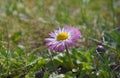 Little white daisy heart shaped flower Royalty Free Stock Photo