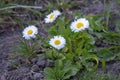 Little white daisy heart shaped flower Royalty Free Stock Photo