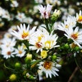 Little white daisys Royalty Free Stock Photo