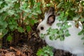 Cute little white decorative rabbit walking in nature Royalty Free Stock Photo