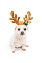 Little white dog with antler ears Royalty Free Stock Photo