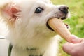 Dog eating icecream Royalty Free Stock Photo