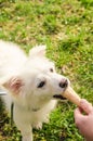 Dog eating icecream Royalty Free Stock Photo