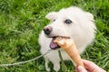 Dog eating icecream Royalty Free Stock Photo