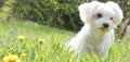 Little white dog with flowers