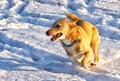 Little white dog running in the snow