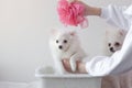 Little white dog Pomeranian sits in a white basin on top of the hand with a washcloth, the other hand holds the dog, another dog Royalty Free Stock Photo