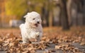 Little white dog run in park