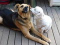 Female and male dog being affectionate with each other.