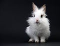 Little White Domestic Rabbit