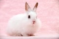 Little White Domestic Rabbit on Pink Background