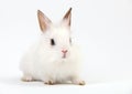 Little White Domestic Rabbit on White Background