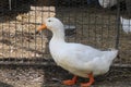 Little white duck on a farm Royalty Free Stock Photo