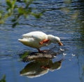 Little white duck, standing in the river....