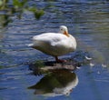 Little white duck, standing in the river....