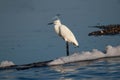 Little white Egret, Egreta garzetta in natural environment