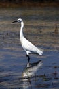 Little White Egret feeing in shallow water